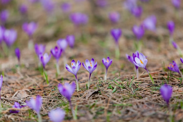 Flores de açafrão roxos na floresta