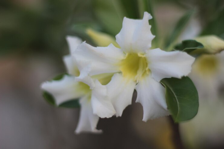 Foto flores de adênio rosa com folhas verdes borradas adênio obesum é uma planta de casa colorida