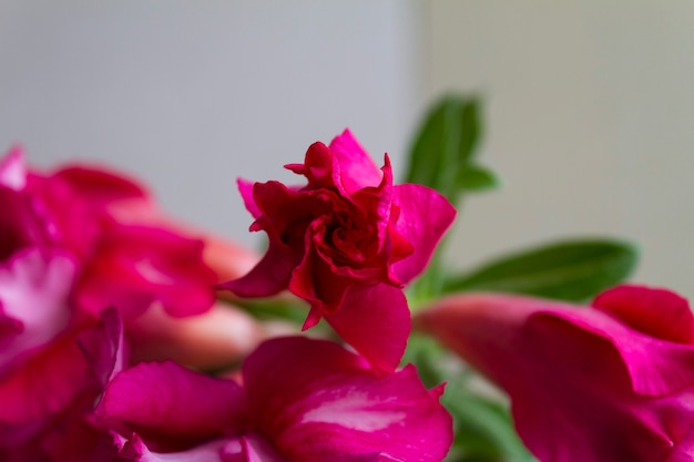 Flores de adenium obesum de flor.