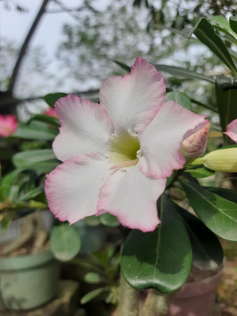 Flores de adenium rosa estão florescendo