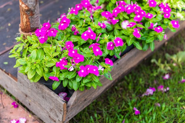 Flores de agrião-de-rosa