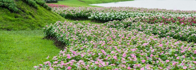 Flores de agrião-de-rosa