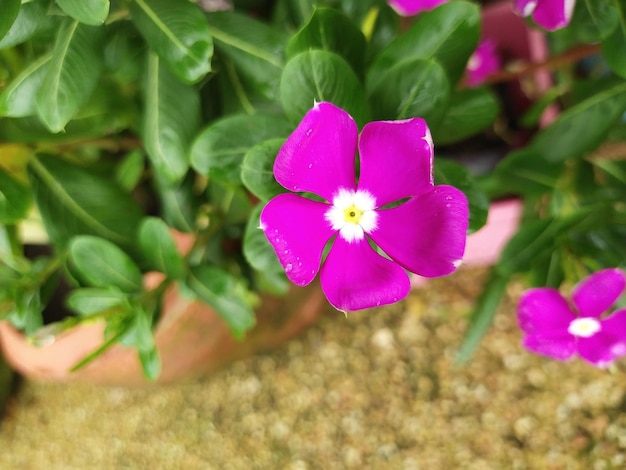 Flores de agrião rosa roxo brilhante