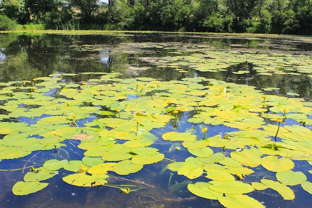 Flores de água amarela Nuphar Lutea