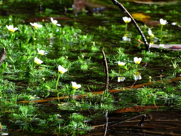 Foto flores de água