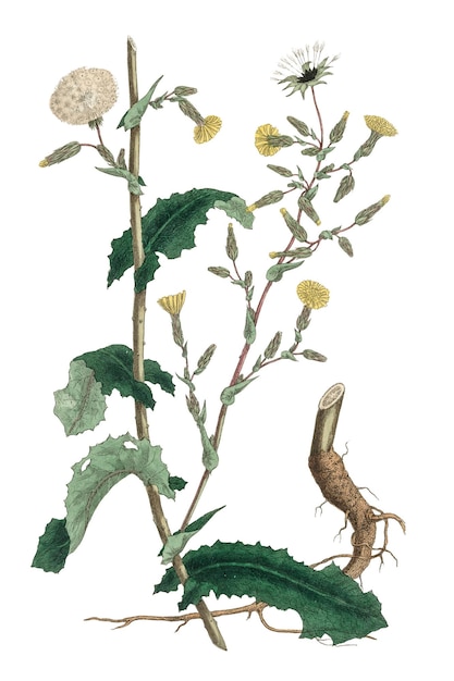 Flores de alface amarelas e brancas vintage ilustração png