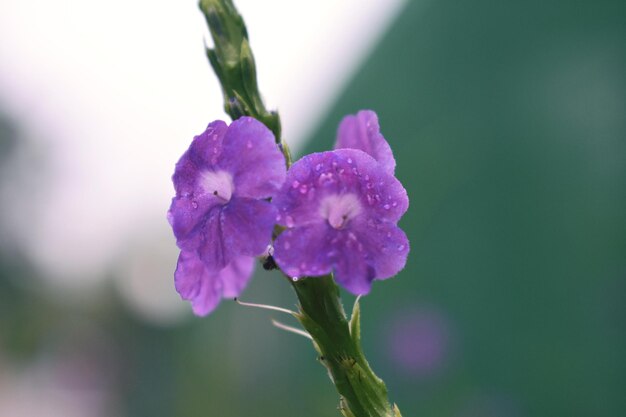 Foto flores de alface azul ou de folha de urtiga