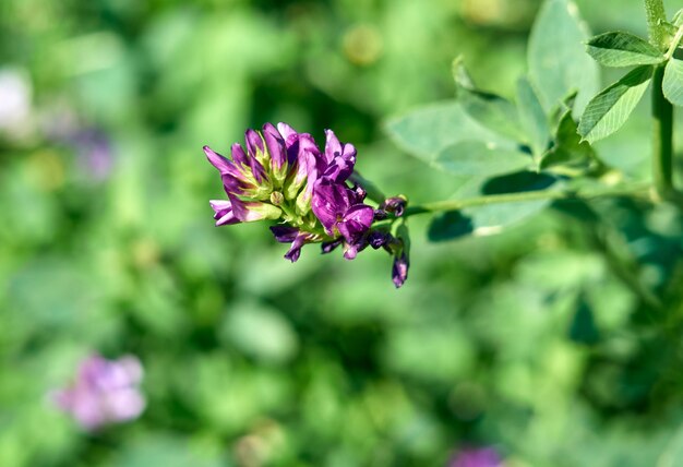 Flores de alfafa no campo. Medicago sativa.