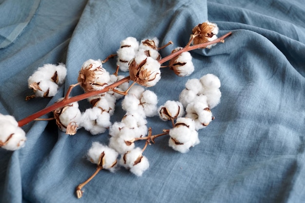 Flores de algodão branco em tecido azul turquesa