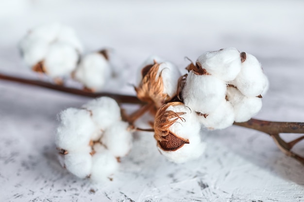 Flores de algodão branco em uma mesa de madeira