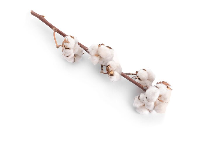 Foto flores de algodão em branco