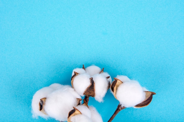 Flores de algodão na superfície azul