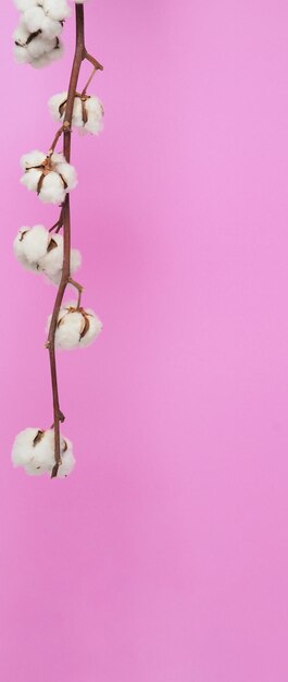 Flores de algodão natural. verdadeiramente delicado, suave e delicado algodão branco natural, ramos de flores e fundo rosa. composição de flores. estilo minimalista do japão. material de algodão da natureza para roupas.
