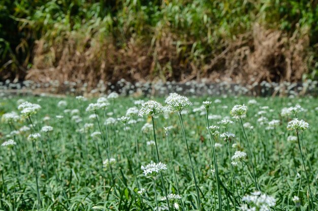 Flores de alho-poró na fazenda