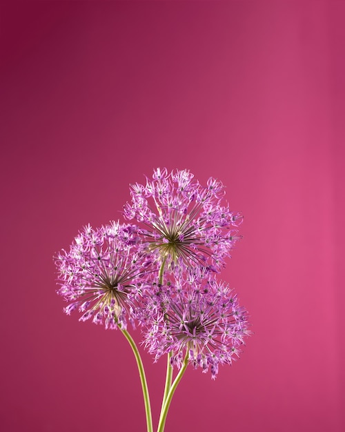 Flores de alho roxas isoladas em fundo vermelho