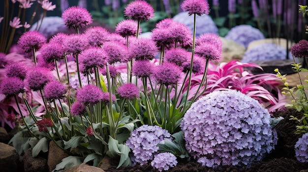 Flores de Allium roxo em floração em canteiro de flores