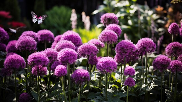 Flores de Allium roxo em floração em canteiro de flores