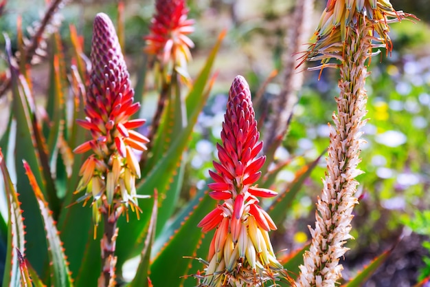 flores de aloe caesia