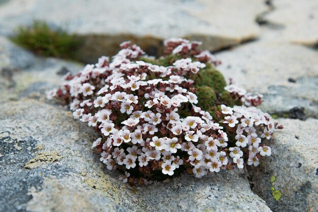 Foto flores de alta montanha em uma rocha cinza