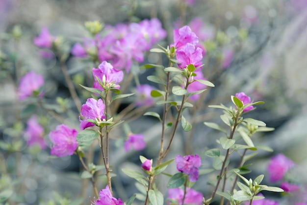 Flores de Altai maralnik ou bagulnik tenra flores cor de rosa flores da primeira primavera