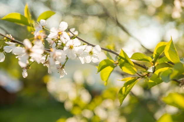 Flores de ameixa branca florescendo na primavera lindo pomar de maçãs com macieiras florescendo na primavera