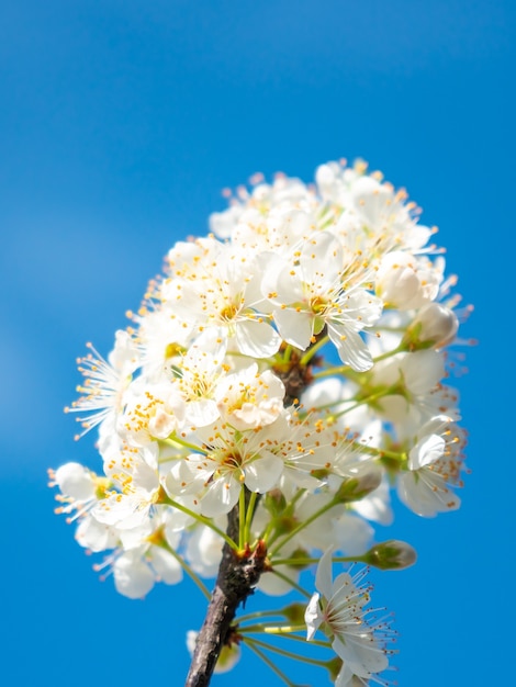Flores de ameixa branca no fundo do céu azul, primavera