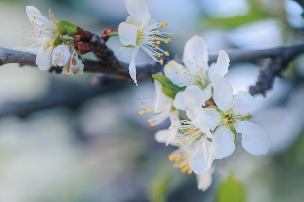 Flores de ameixa cereja ou Myrobalan Prunus cerasifera florescendo na primavera nos galhos.