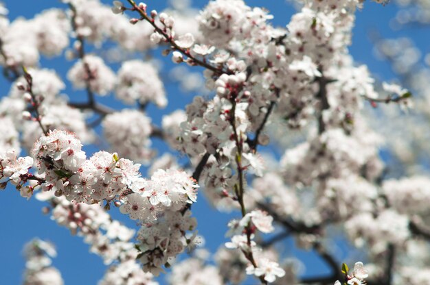 Flores de ameixa de cereja com pétalas brancas flores como sakura em fundo azul desfocado foto de nova vida para o dia da terra em 22 de abril