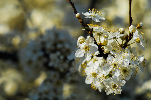 Flores de ameixa de cereja com pétalas brancas Flores em fundo desfocado com céu azul Foto de nova vida para o Dia da Terra em 22 de abril