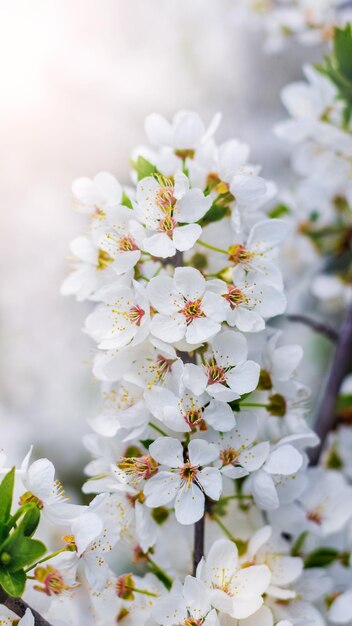 Flores de ameixa de cereja Um ramo de ameixa de cereja com flores brancas em um dia ensolarado