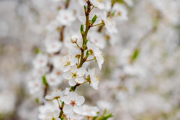 Flores de ameixa de cereja Um ramo de ameixa de cereja com flores brancas em um dia ensolarado