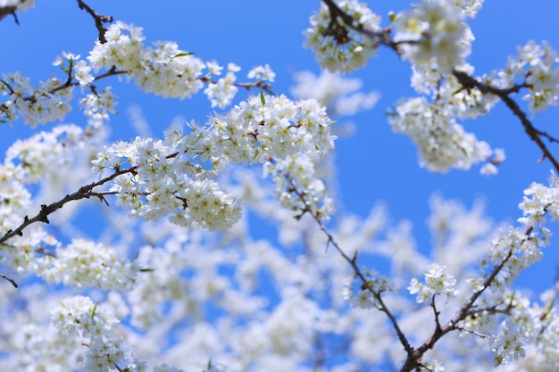 flores de ameixa em uma foto clara de dia ensolarado para cartões postais e design