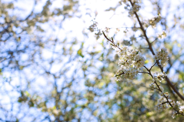 flores de ameixa em uma foto clara de dia ensolarado para cartões postais e design