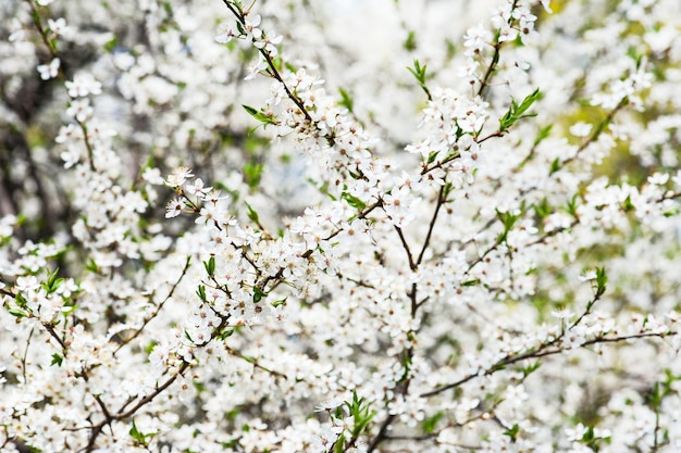 Flores de ameixa