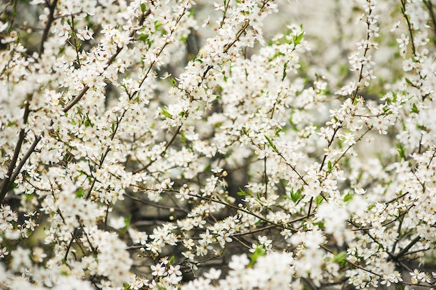 Flores de ameixa