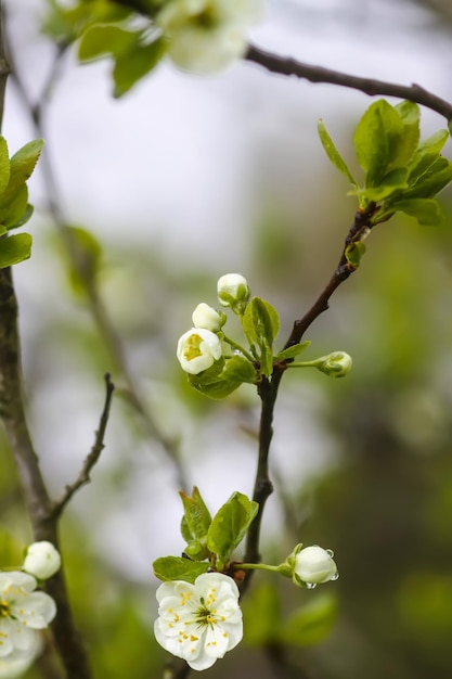 Flores de ameixeira branca no parque primavera Belo fundo da natureza Primavera no campo