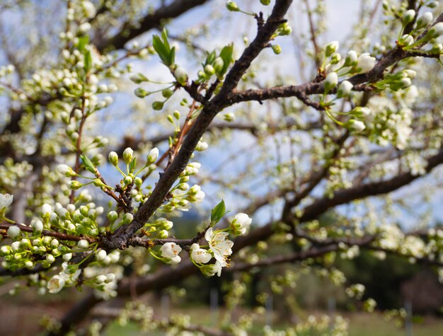 Flores de ameixeira em um dia ensolarado de primavera na Grécia