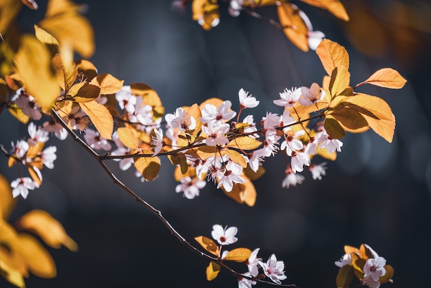 Flores de ameixeira, também conhecida como Prunus cerasifera Pissardii, no início da primavera