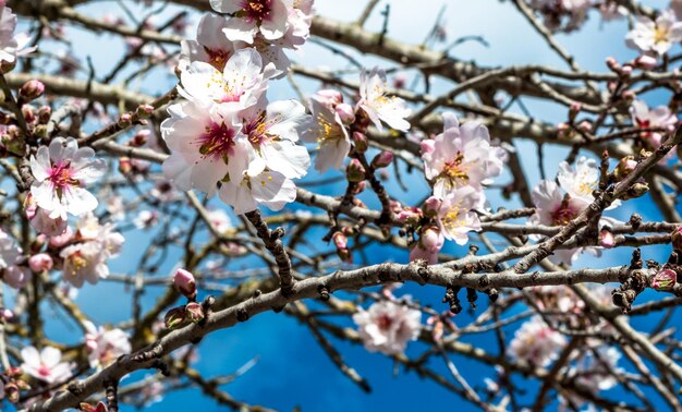 Flores de amêndoa branca na primavera