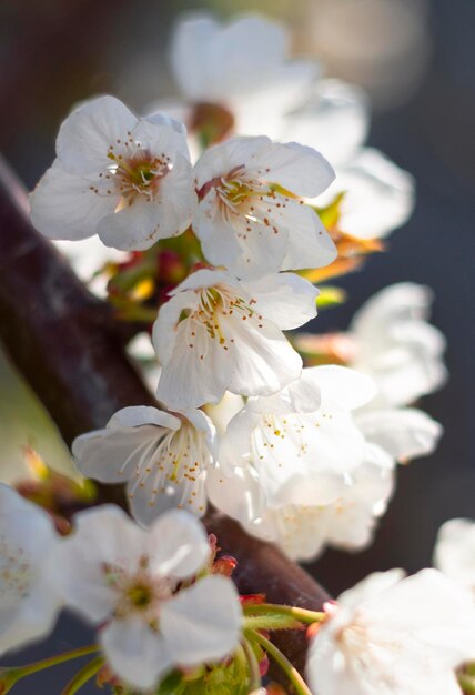 Flores de amêndoa em uma árvore em um dia ensolarado na grécia