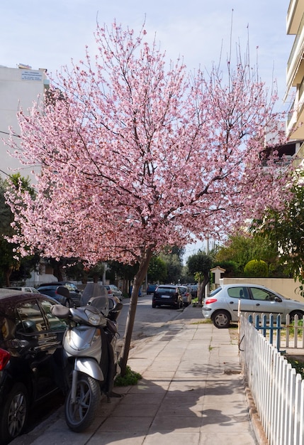 Flores de amêndoa Prunus dulcis em uma árvore em um dia ensolarado em Atenas Grécia