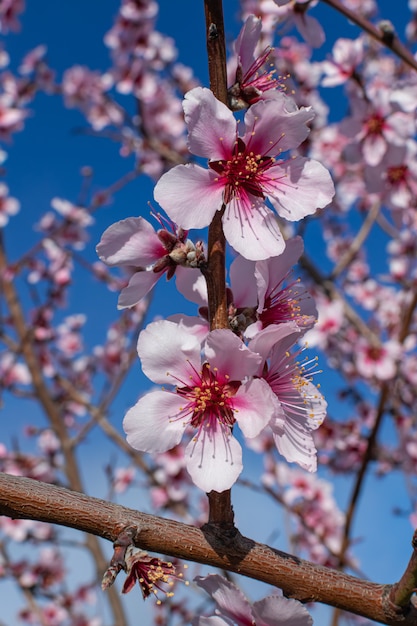 Foto flores de amêndoa (prunus dulcis), florescendo