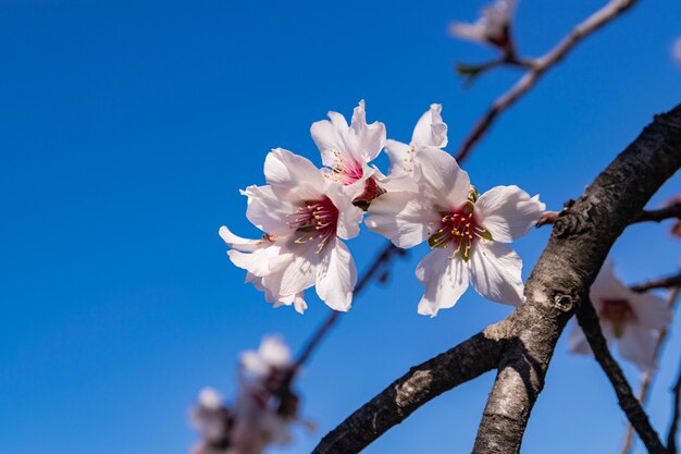 Flores de amêndoa, (prunus dulcis), florescendo