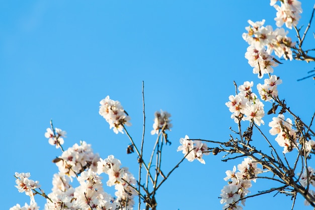 Flores de amêndoa