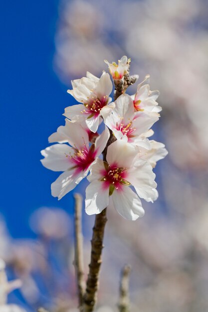 Flores de amendoeira