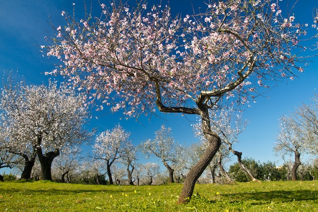 Flores de amendoeira