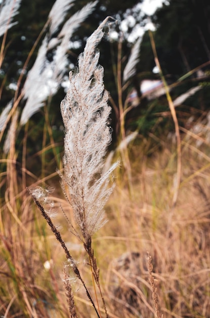 Flores de amentilho branco voando no campo da floresta. Amentilho bonito na temporada de primavera