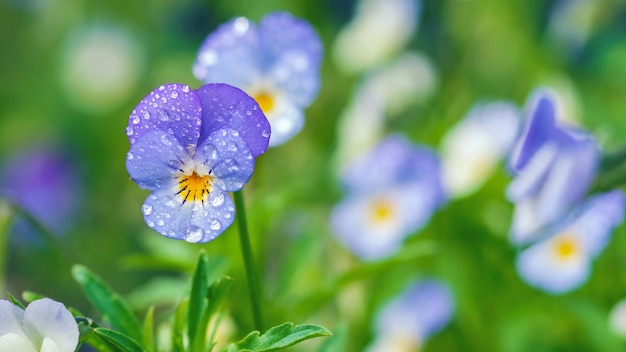 Flores de amor-perfeito do campo em gotas de orvalho, closeup de violeta selvagem