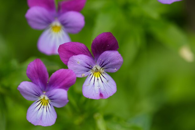 Flores de amor-perfeito violeta em uma macro fotografia de fundo verde Flores silvestres com pétalas roxas