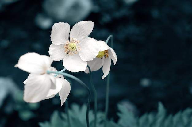 Flores de anêmona branca em foco seletivo em uma superfície azul